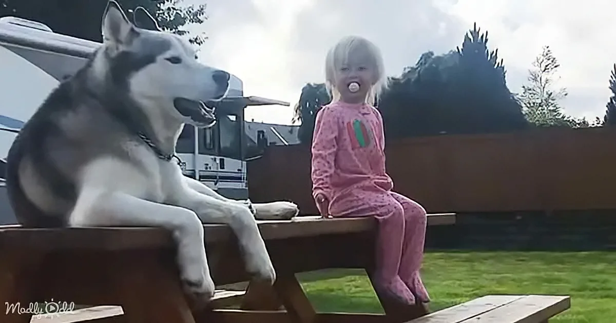 Husky and baby