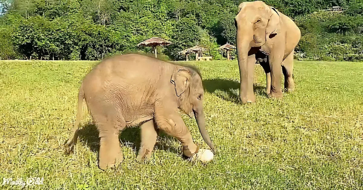 A baby elephant plays with its trunk on grass, with an adult elephant nearby and a forested background.