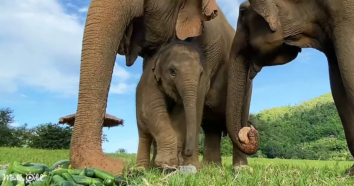 A baby elephant stands between two adult elephants on a grassy field with cucumbers in the foreground.
