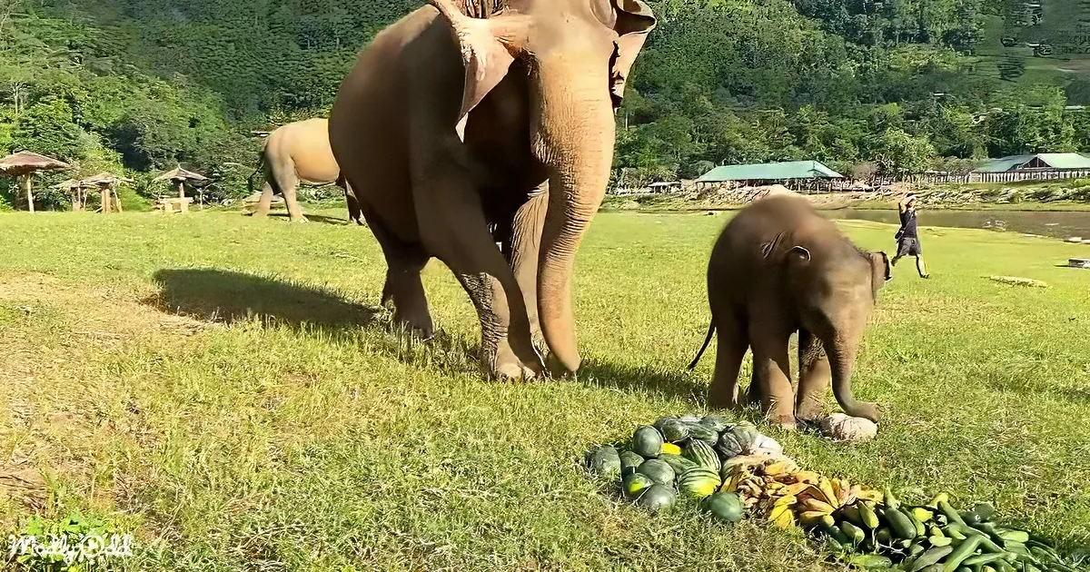 Elephants stand near a pile of watermelons and bananas in a grassy field with a person in the background.