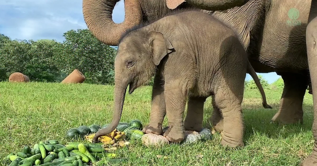 Mama Elephant Shows Her Happy Baby How to Smash Pumpkins