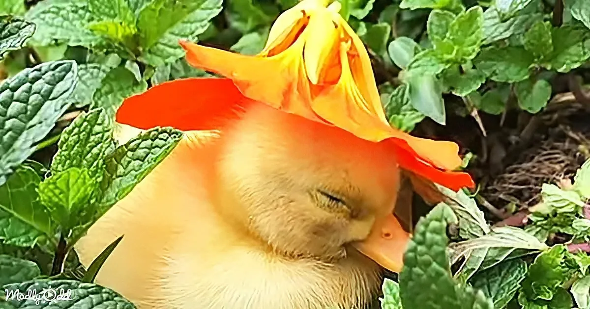 Heartwarming Footage of a Baby Duckling Falling Asleep With a Flower Hat on Her Head