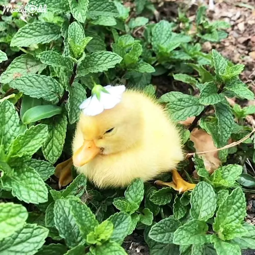 A small yellow duckling rests peacefully in green mint leaves, adorned with a white flower on its head.