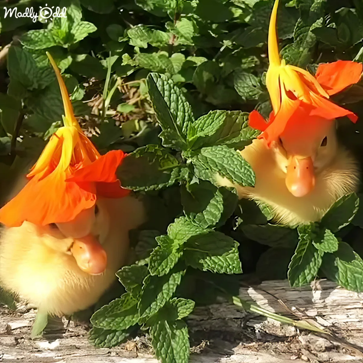 Two adorable ducklings with orange flowers on their heads peek through green foliage.