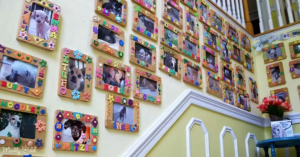 Colorful wooden frames with dog photos and names on a yellow wall.