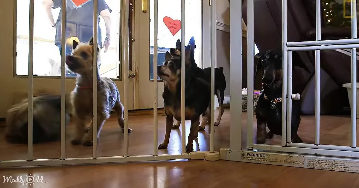 Three dogs behind a baby gate, looking out eagerly at someone outside.
