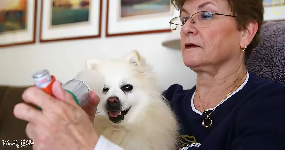 A woman holds a bottle, possibly medication, while a small white dog looks on with a curious expression.