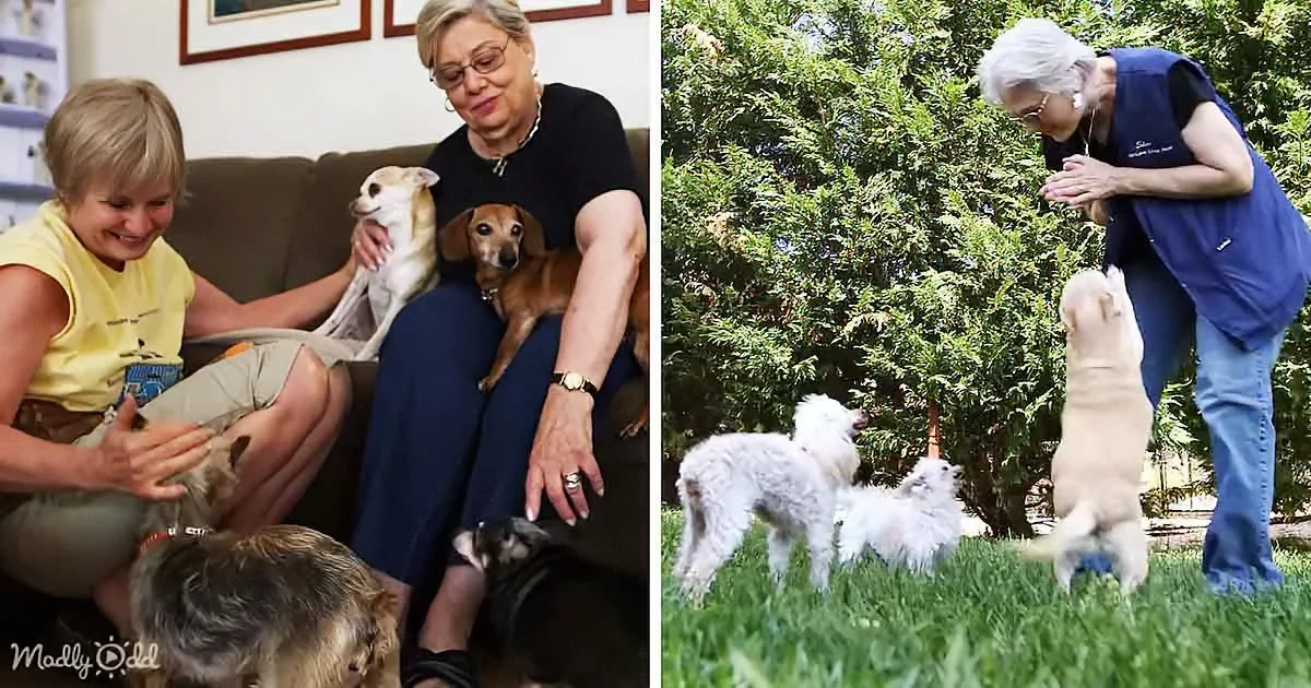 Senior Dogs Get to Enjoy Their Golden Years in a Retirement Home
