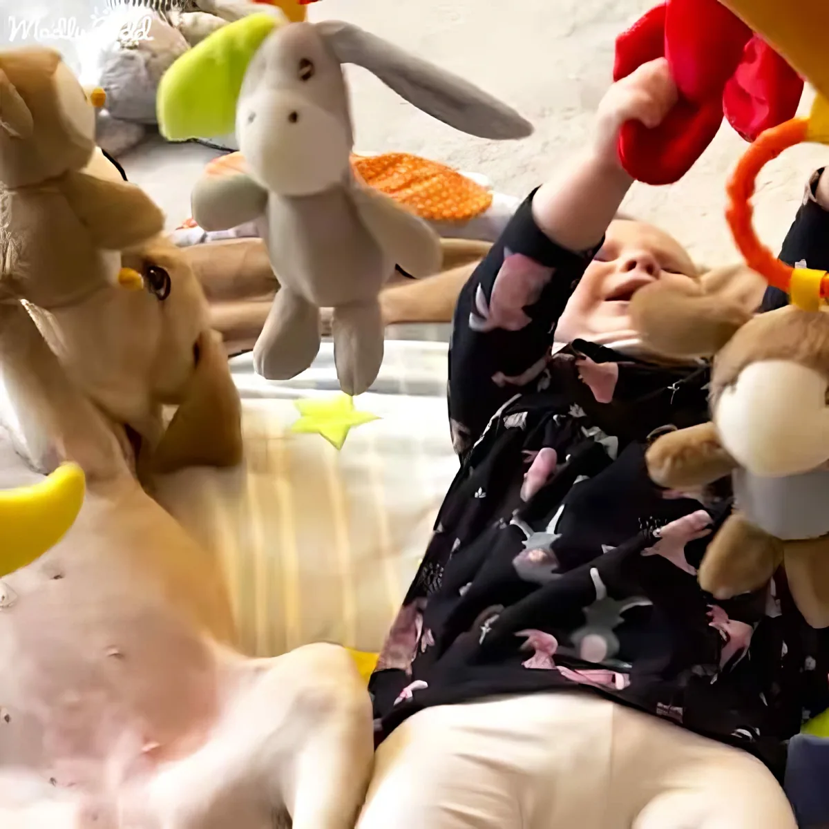 Cute puppy and baby playing