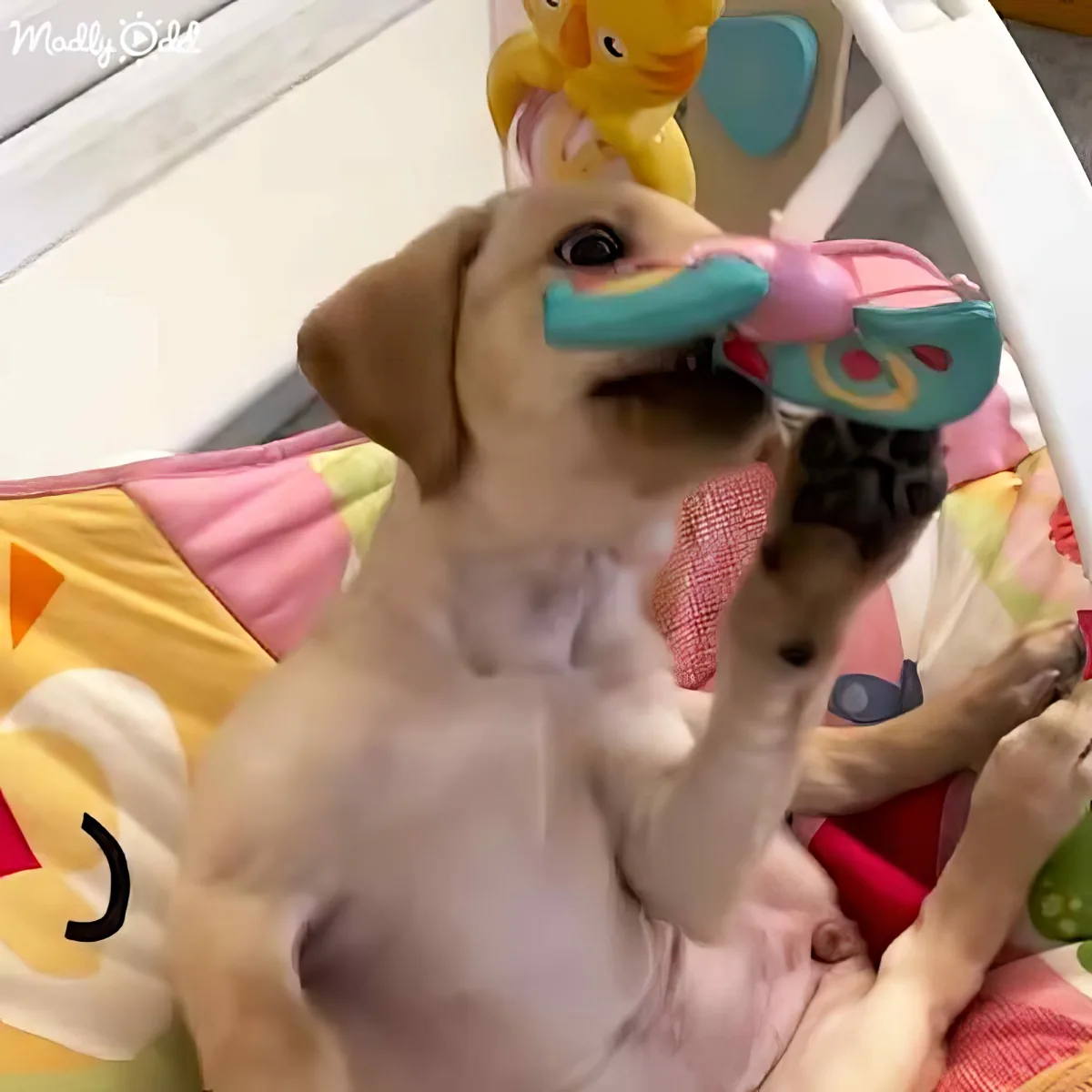 A light brown puppy is holding a blue and pink toy in its mouth while sitting on a colorful play mat.