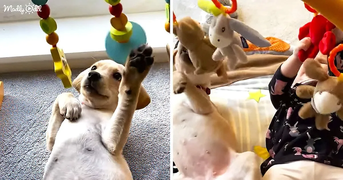 The Cutest Puppy and Baby Share All Their Toys With Each Other