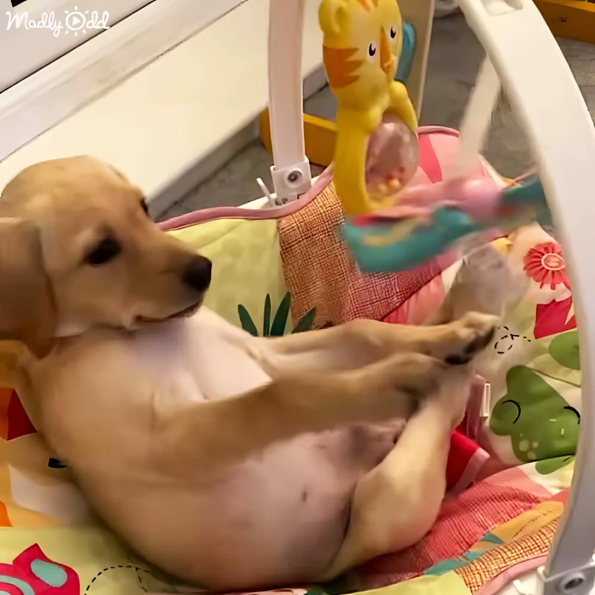 A playful puppy lies in a colorful playpen, reaching for a hanging toy with its front paws.