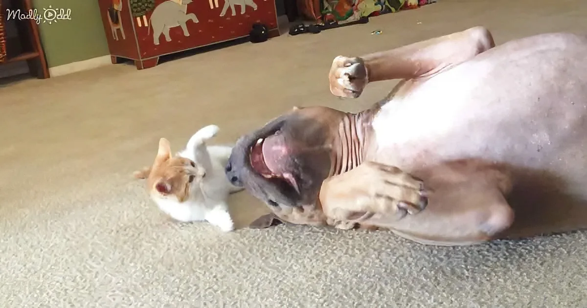 Pitbull Endures Ferocious Attack by Adorable Kitten