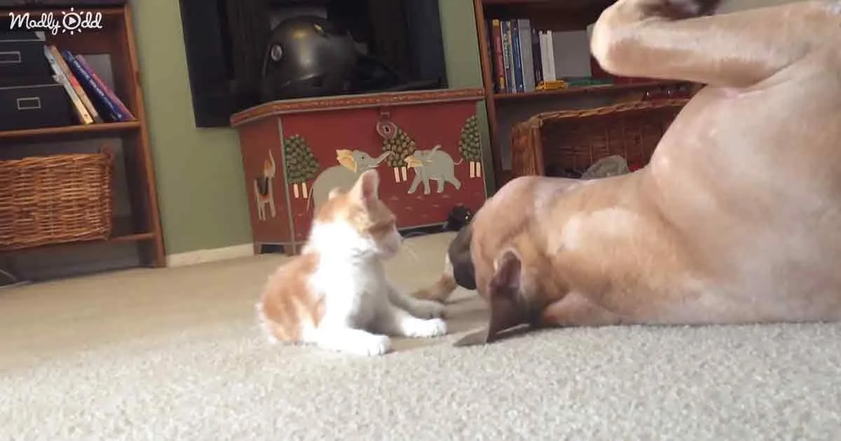 Kitten and Pitbull