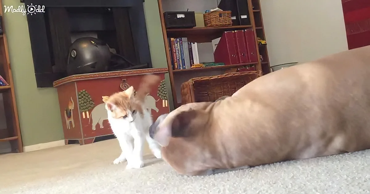 Kitten and Pitbull