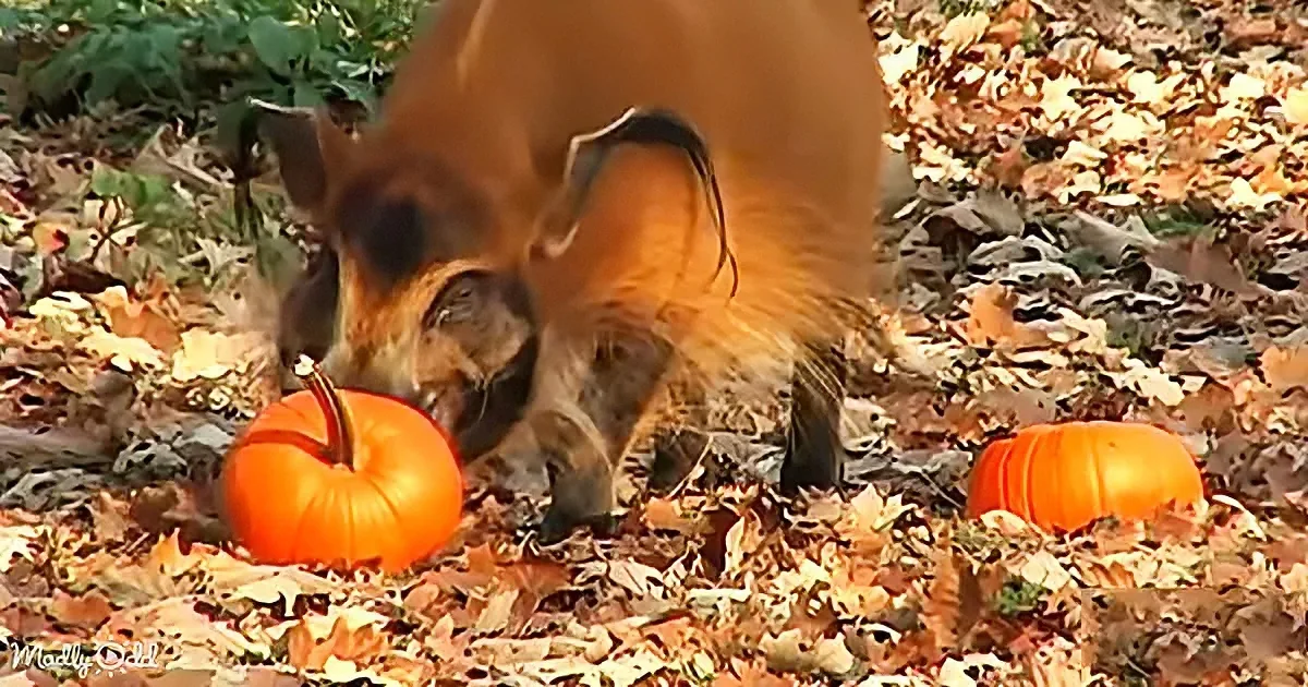 A dog sniffs a small pumpkin amidst autumn leaves.