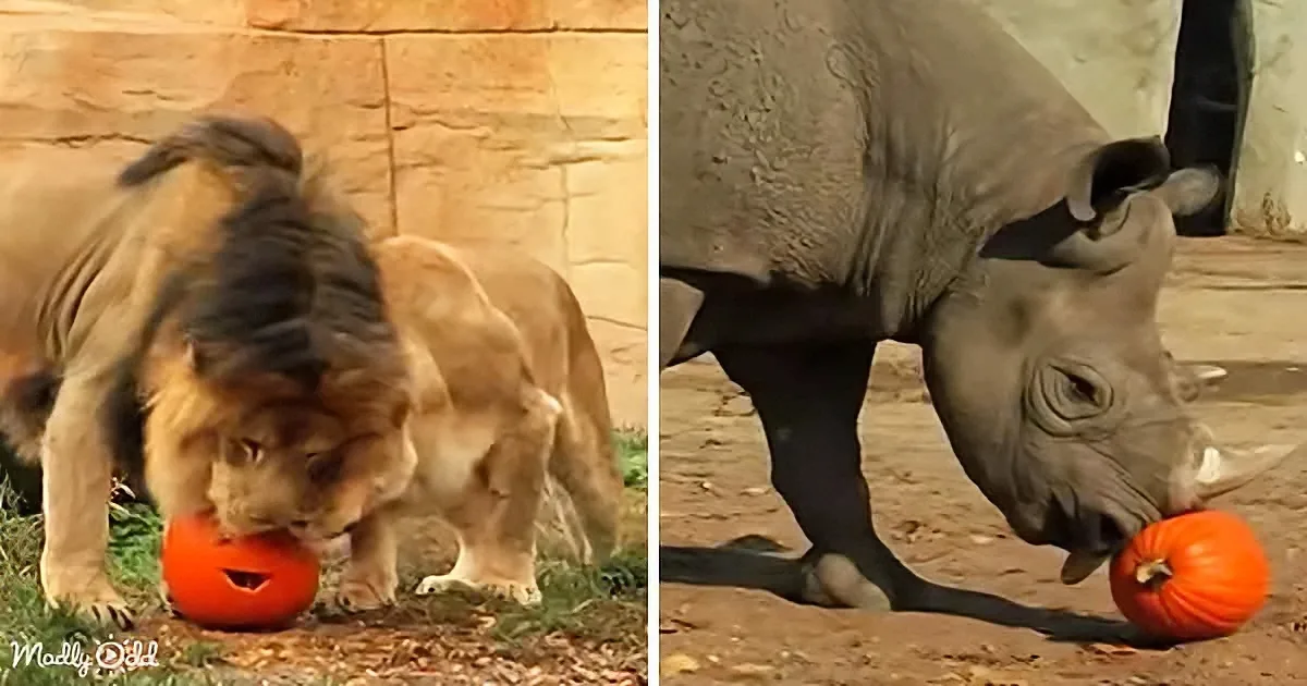 A lion and a rhino are both interacting with pumpkins, one eating and the other sniffing.