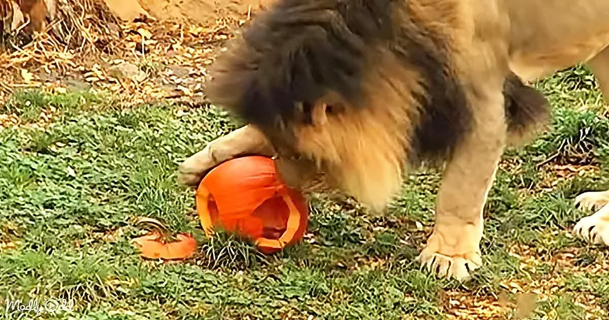 A lion sniffs a carved pumpkin on grass, surrounded by fallen leaves.
