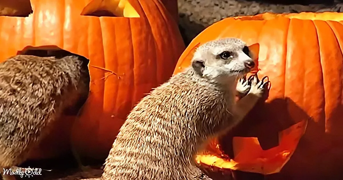 A meerkat is eating from a carved pumpkin, surrounded by other pumpkins.