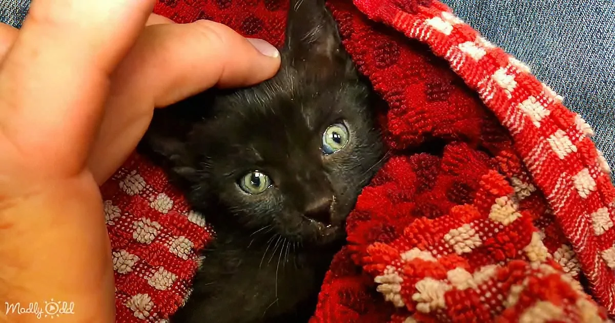 10 Kittens and Mama Saved From Death by Nextdoor App