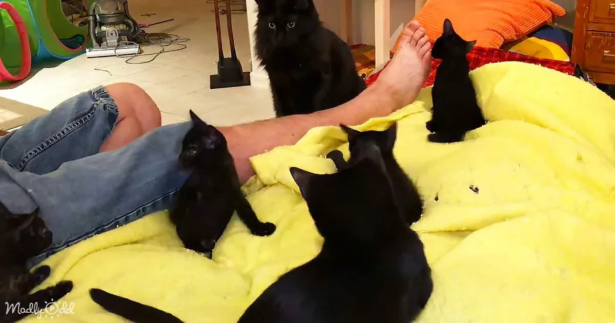 A person in jeans sits on a yellow blanket surrounded by five black cats, one on their lap and others nearby.