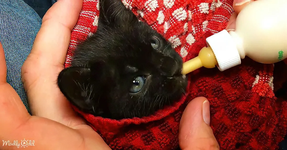 A tiny black kitten with blue eyes is being bottle-fed by a person holding it in their hands.