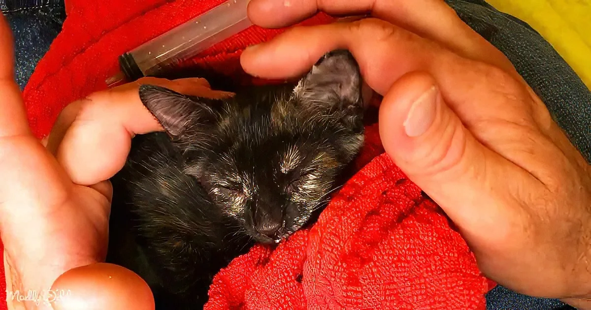 A tiny black kitten is being held and fed with a syringe by someone's hands.