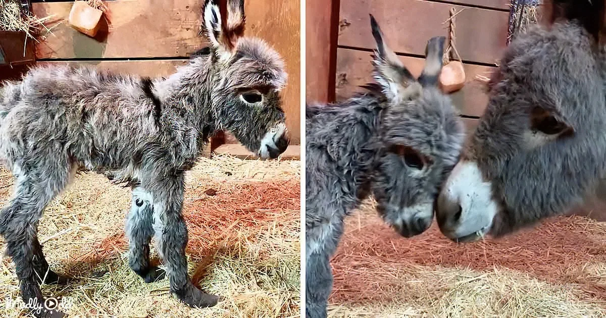 A donkey with a fluffy gray coat stands on hay, looking down, while another donkey leans in close.