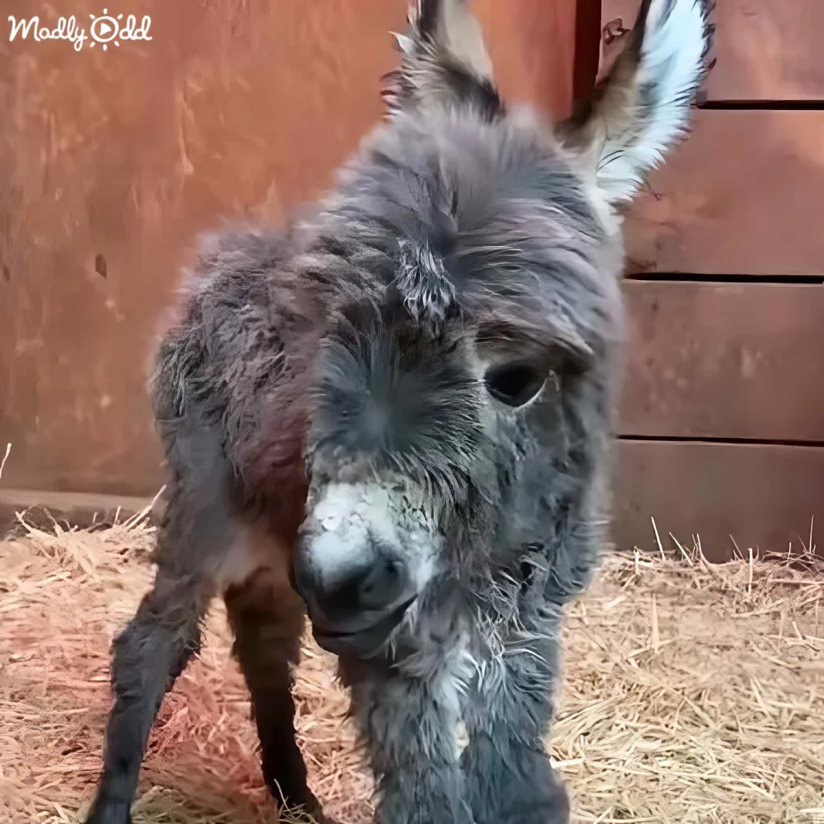 A donkey with a fluffy, grayish-brown coat stands on straw, looking directly at the camera.