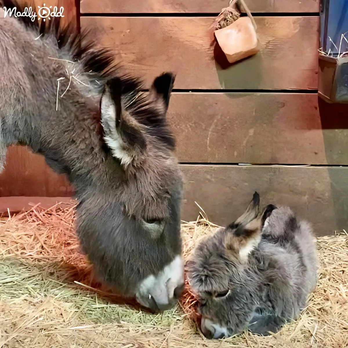 Mama donkey and her newborn foal