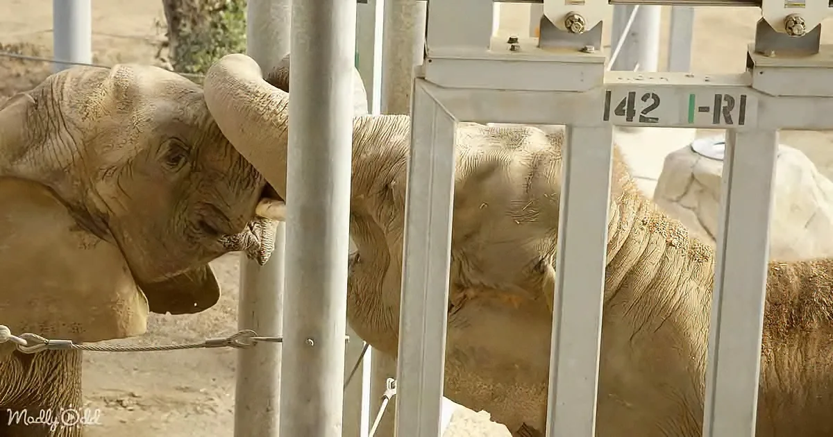 Lonesome Circus Elephant Meets Another of Her Kind After 37 Years in Captivity