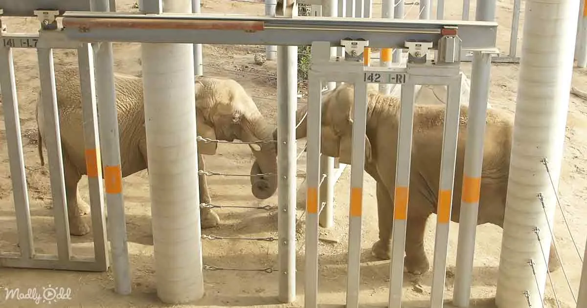 Elephants behind metal barriers in a zoo enclosure.