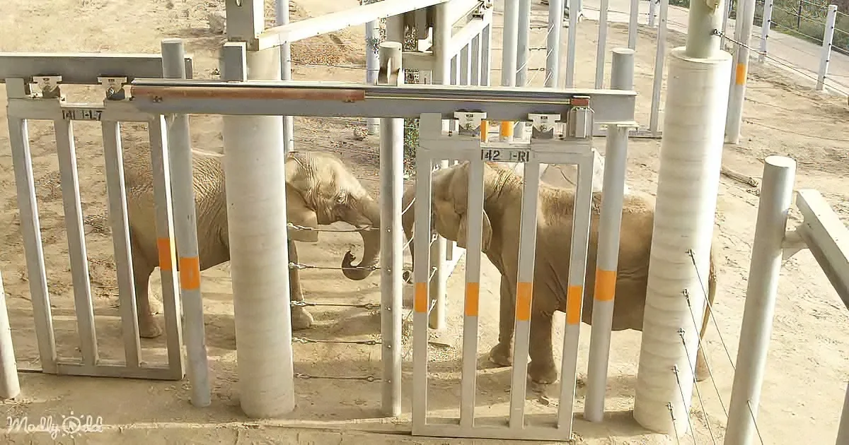 Two elephants are behind a metal barrier in a sandy enclosure, interacting with each other.