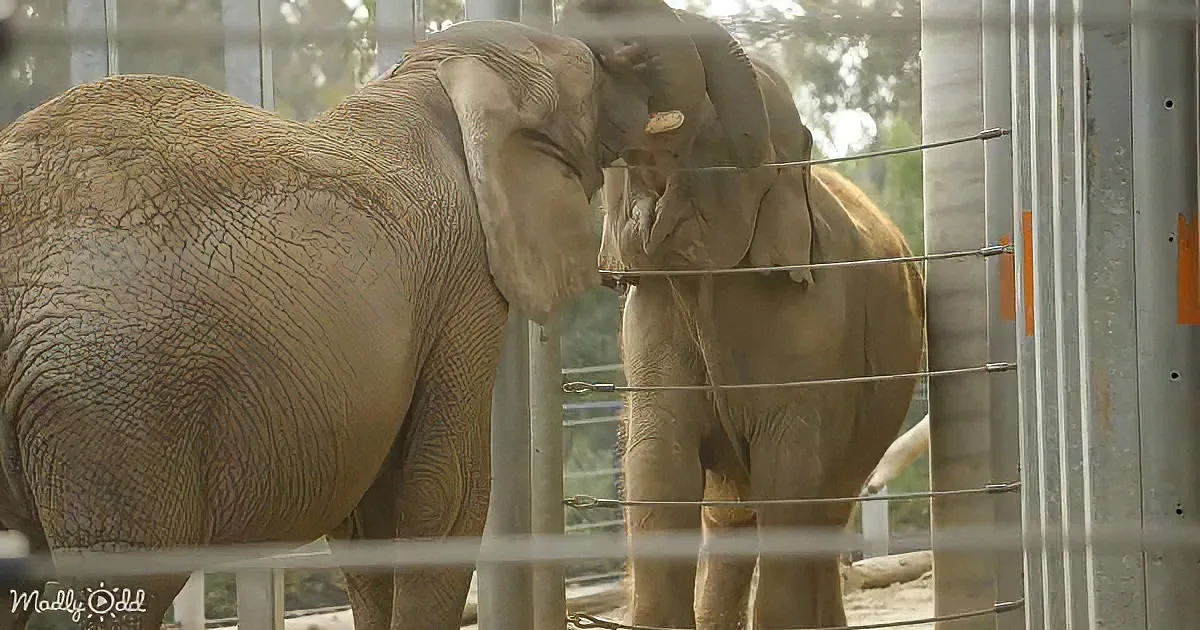 Two elephants stand behind metal bars, one appears to be feeding the other.