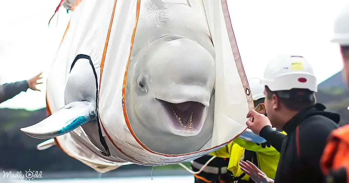 A beluga whale is being carefully lifted by a team in safety gear, with its mouth open and a net around it.