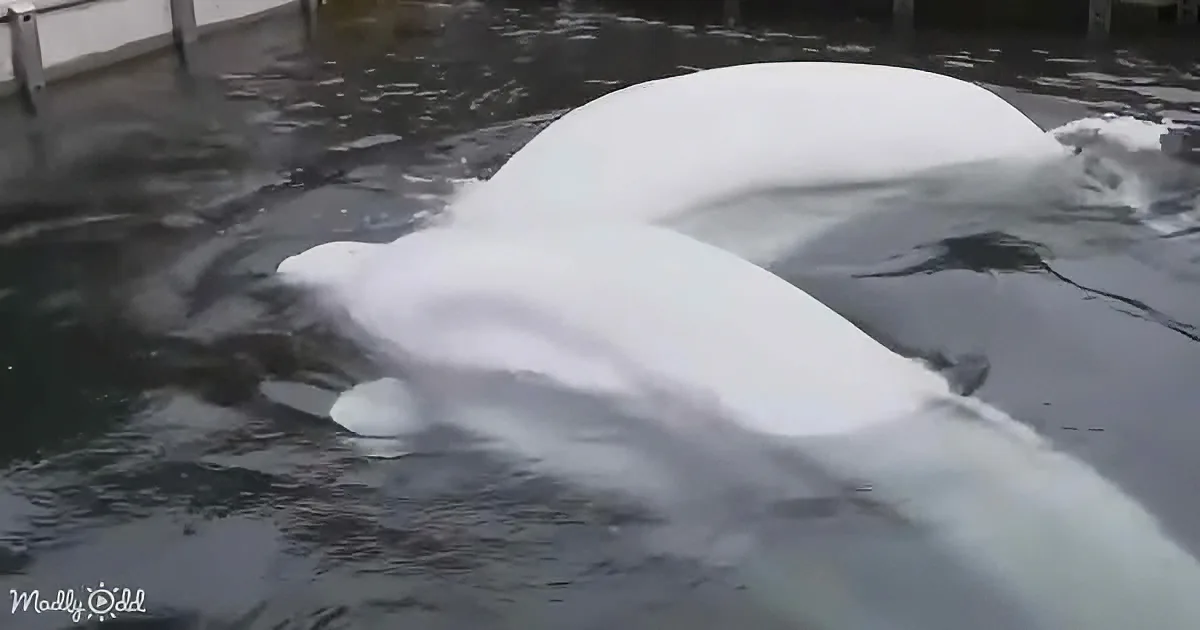 A beluga whale is swimming in a pool, its body partially submerged, creating ripples in the water.