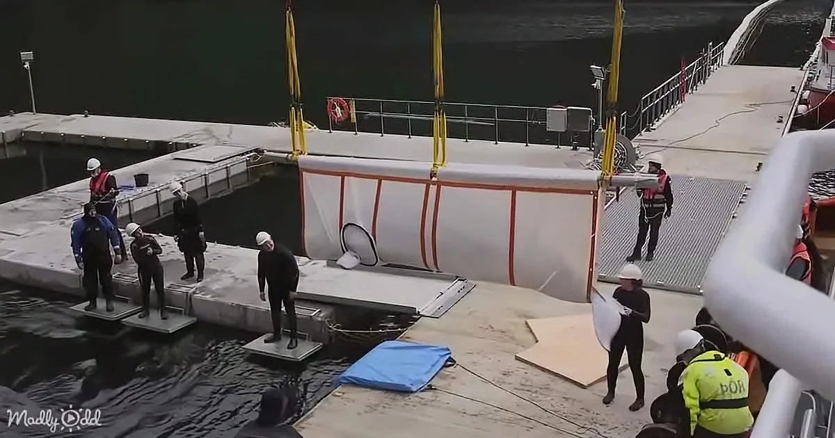 A large, white cylindrical object is being lowered into water by a crane, with workers in safety gear observing.