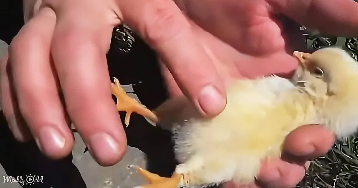 A person gently holds a small, fluffy yellow chick with their hands.