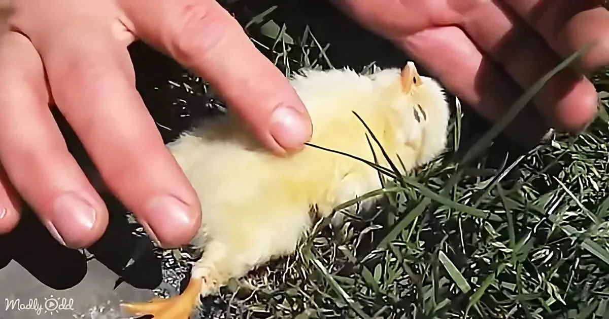 A small, fluffy yellow chick with orange beak and feet rests on grass, being gently held by a person's hands.