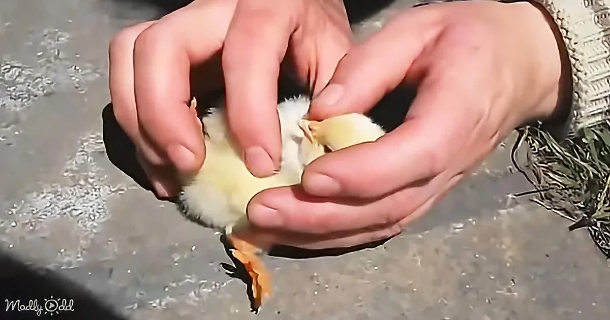 Two hands gently hold a small, fluffy yellow chick with a white head.