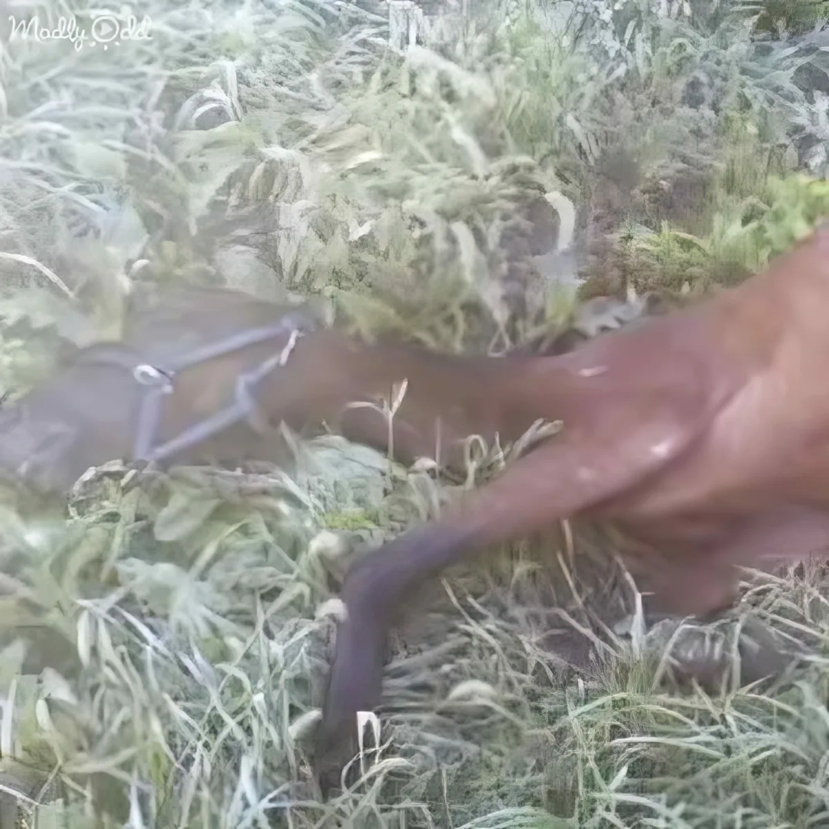 A person's hand gently holds a small, dark-colored snake in a grassy area.
