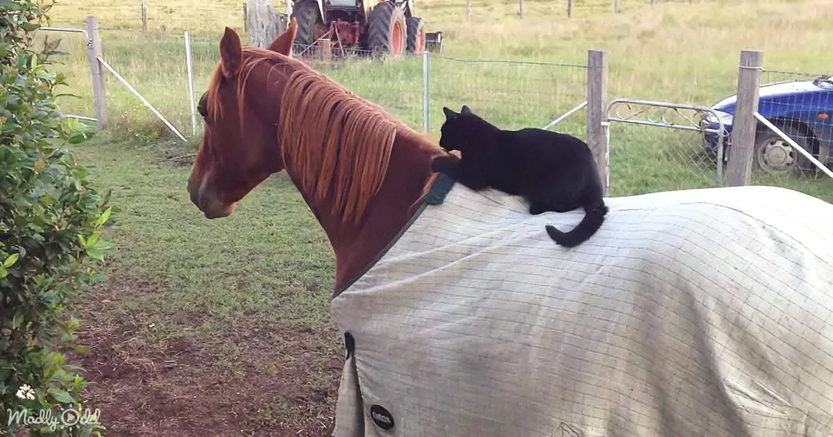 A brown horse with a black cat perched on its back in a fenced pasture.