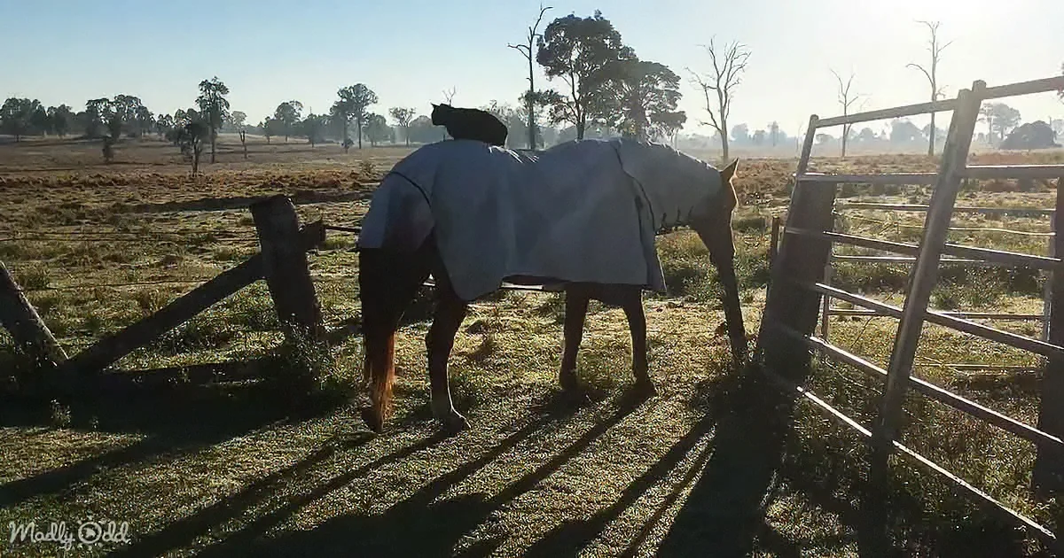 A horse in a blanket stands in a field with a cat perched on its back.