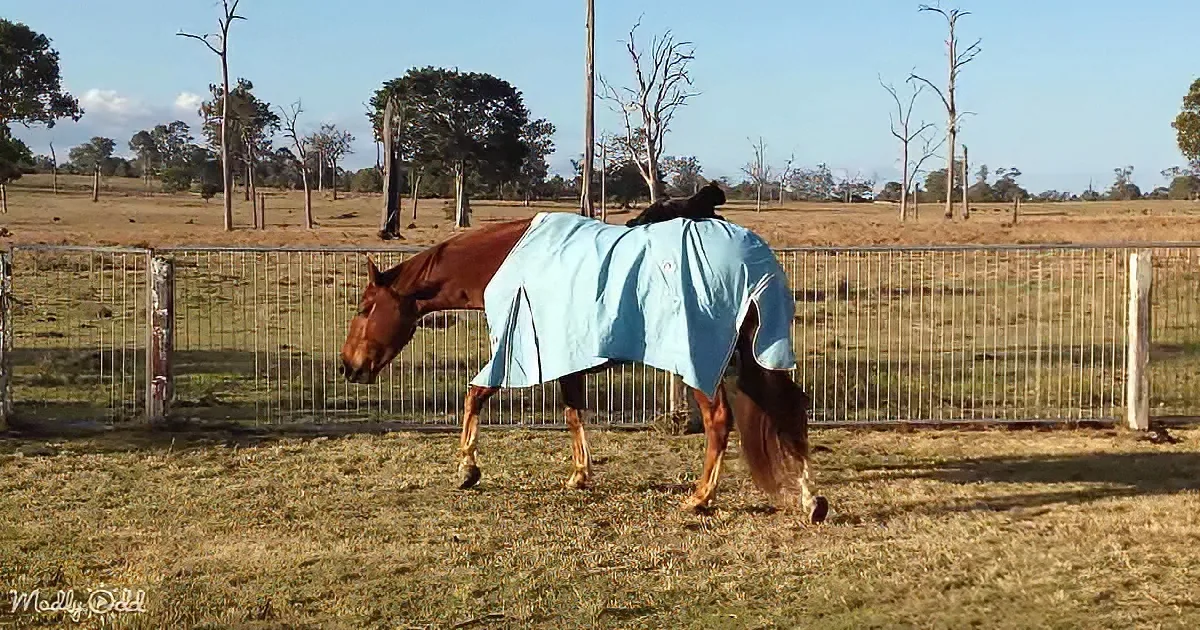 A horse in a blue blanket grazes in a fenced pasture with dry grass and trees in the background.