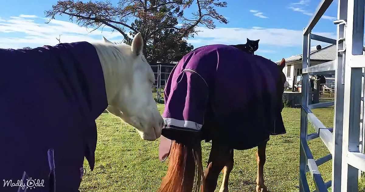 Two horses in purple blankets stand side by side on grass, with a black cat perched on the back of one.
