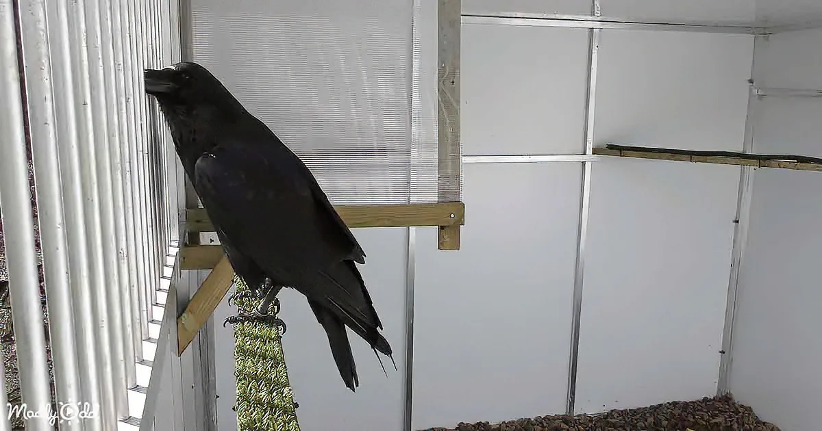 A black crow perches on a wooden structure inside a white-walled enclosure.