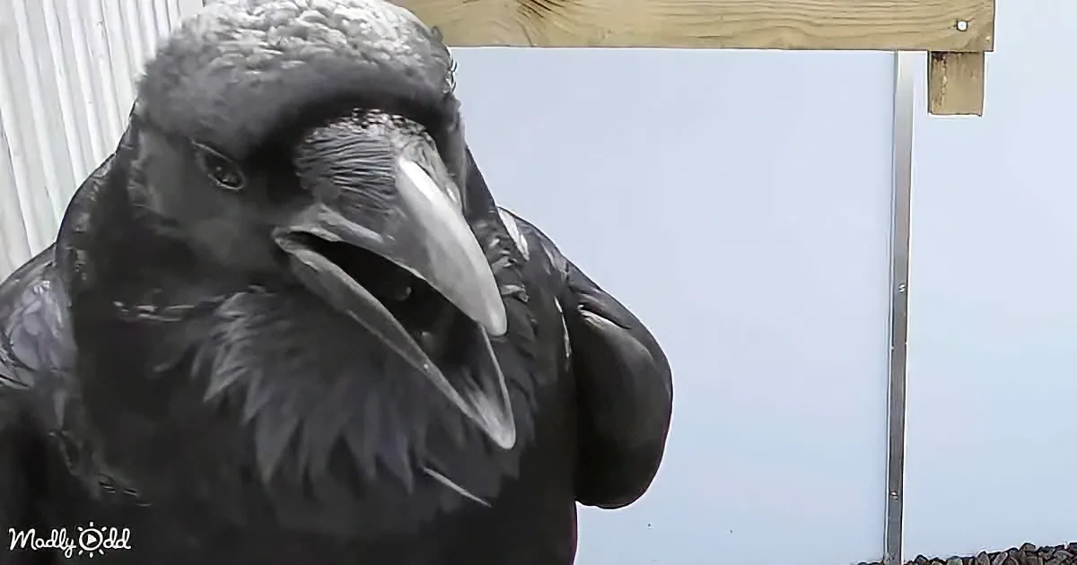 A close-up of a black bird with a large beak, possibly a crow, perched near a wooden structure.