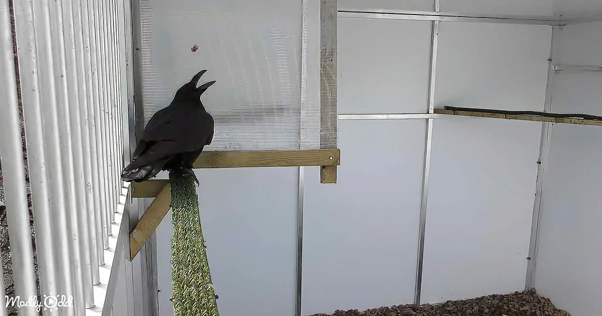 A crow perches on a wooden beam inside a white-walled enclosure, with a small object in the air above it.