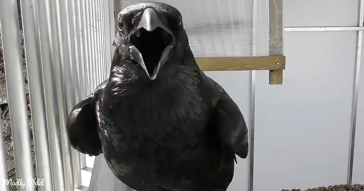 Smart Raven Who Can't Stop Talking Mimics Mom's Voice to Perfection