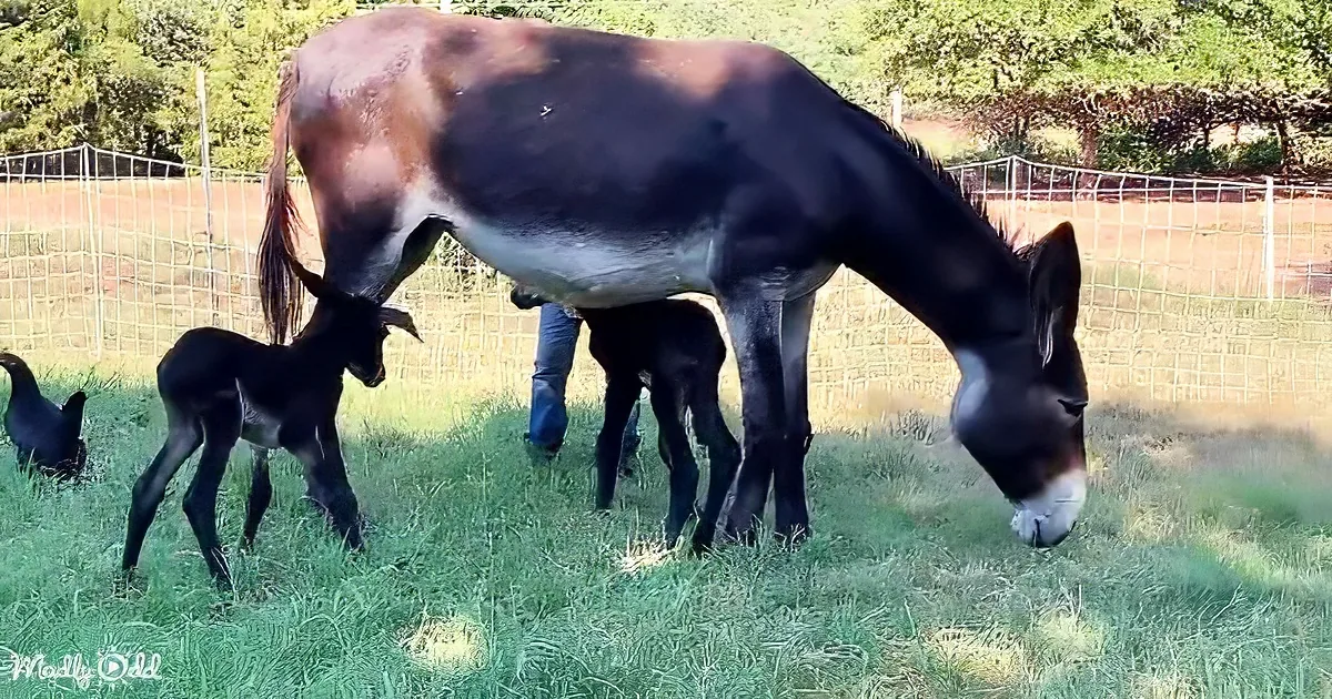 A donkey grazes while two foals stand nearby, with a chicken in the background on a grassy field.